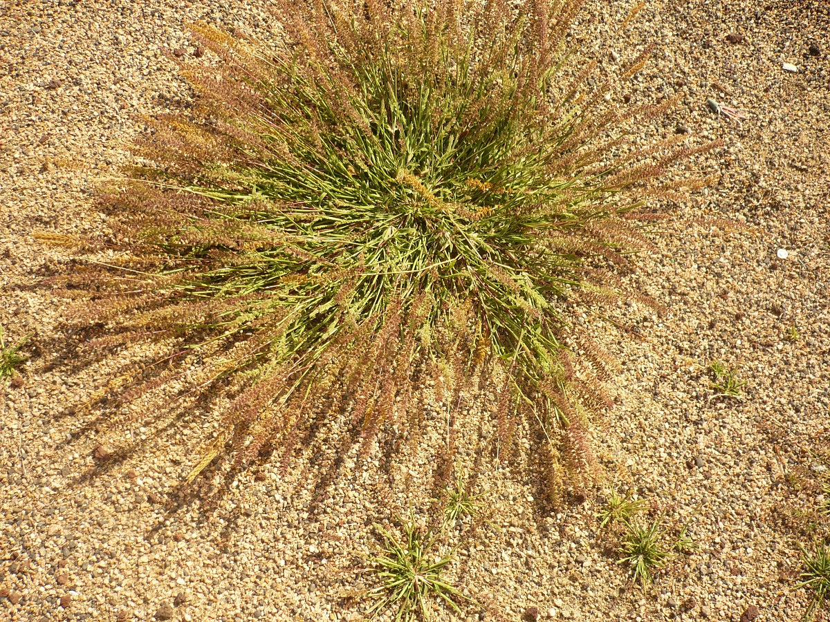 Tragus racemosus (Poaceae)